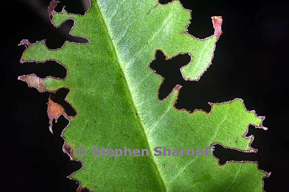 chewed rhododendron leaf 1 graphic